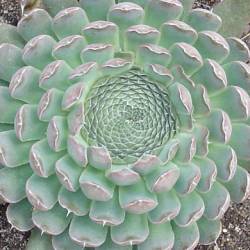 Sempervivum - Dachwurz - Hauswurz